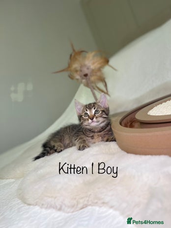 Mixed Breed cats Kittens 8 weeks old ready now - Advert 1