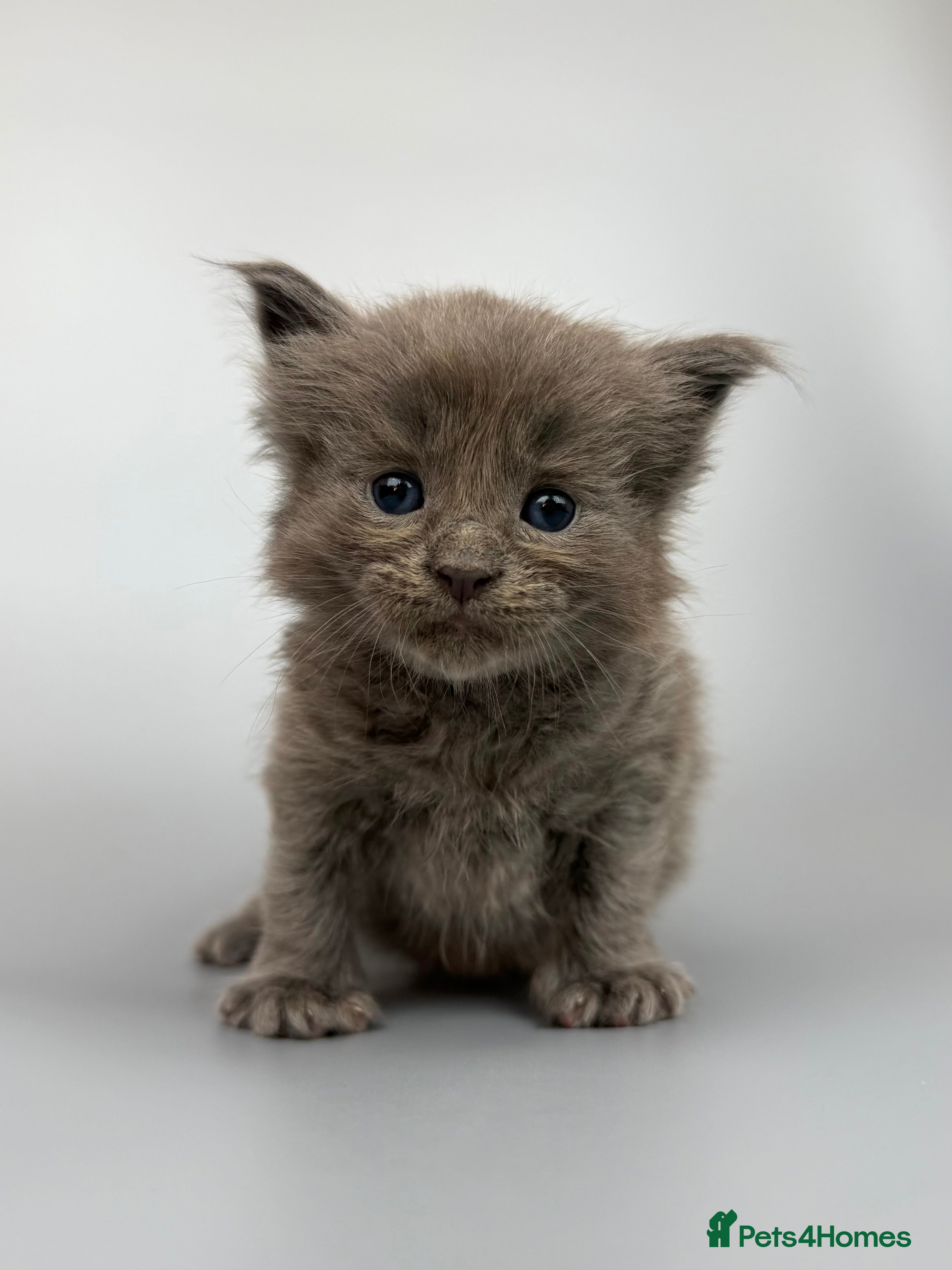 Mixed Breed cats 🤍 RAGDOLL X MC KITTENS | HEALTH-TESTED PARENTS - Advert 1