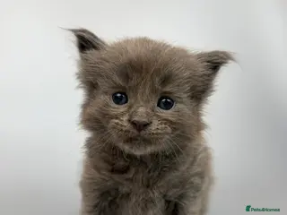 Mixed Breed cats 🤍 RAGDOLL X MC KITTENS | HEALTH-TESTED PARENTS - Advert 5