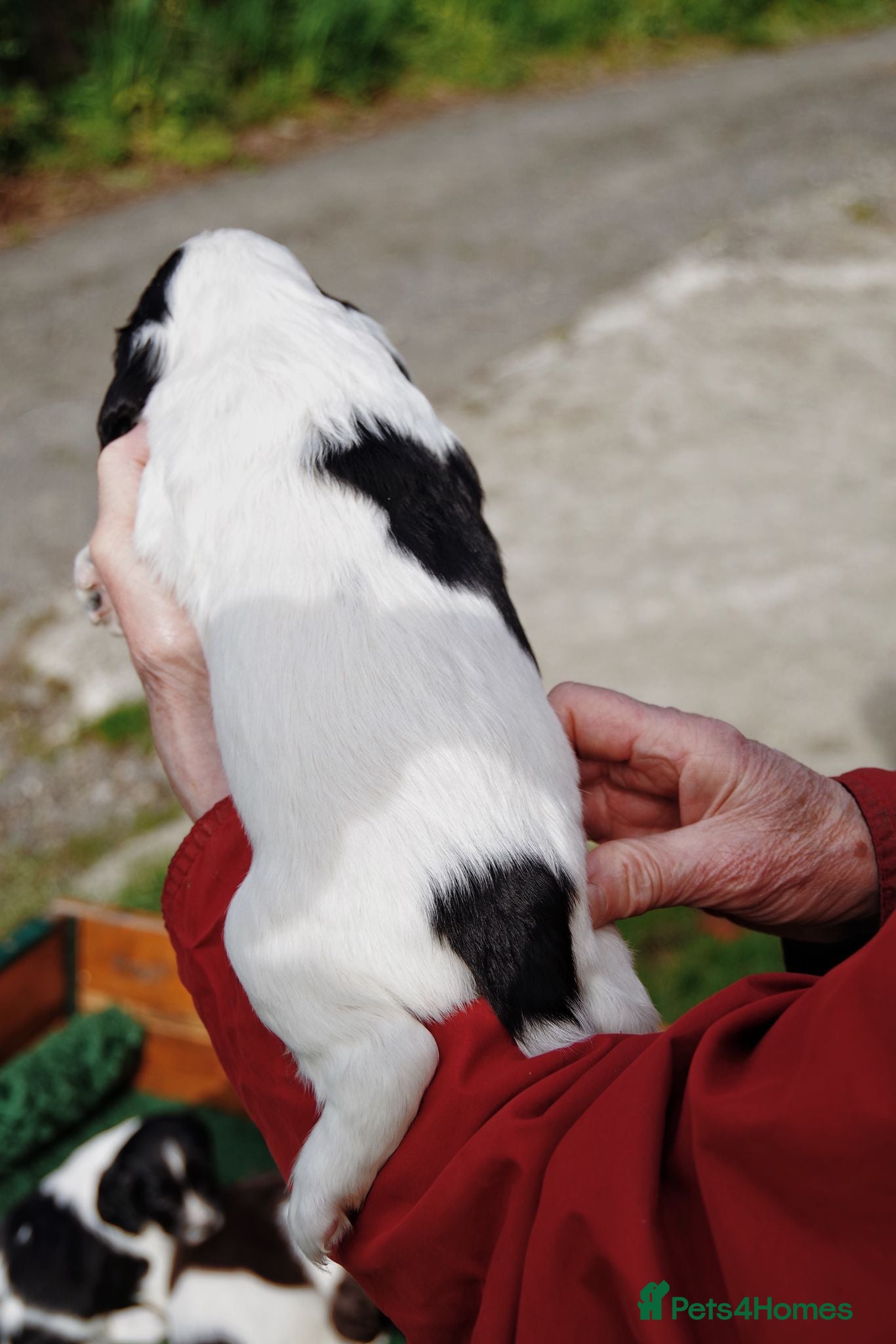 English Springer Spaniel dogs Working Springer Spaniel Puppies  - Advert 2