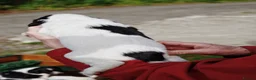 English Springer Spaniel dogs for sale: Working Springer Spaniel Puppies  - Advert 4