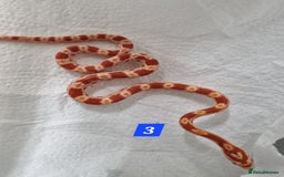 Corn Snake reptiles for sale: Hatchling corn snakes - Advert 5