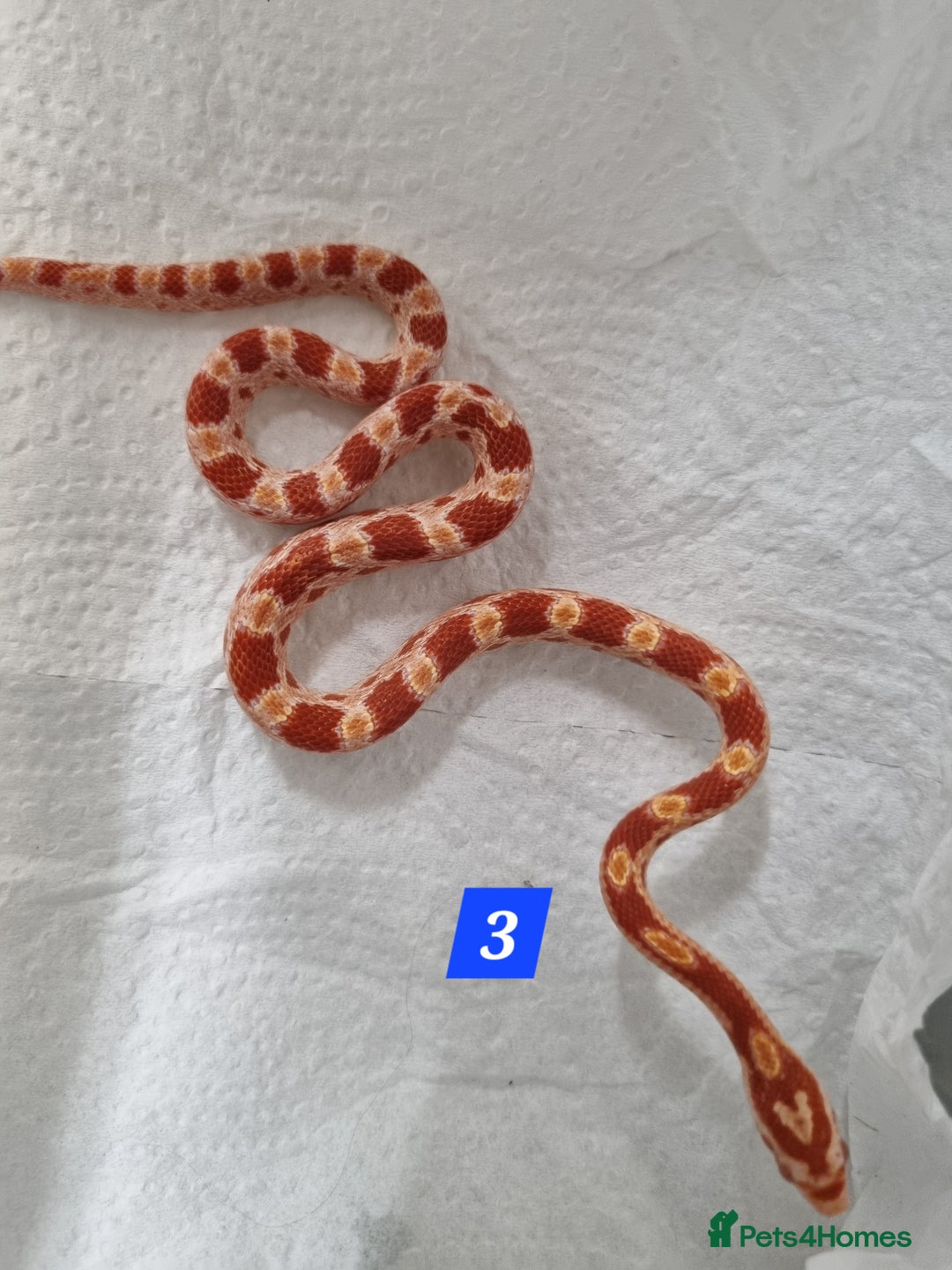 Corn Snake reptiles for sale: Hatchling corn snakes - Advert 5