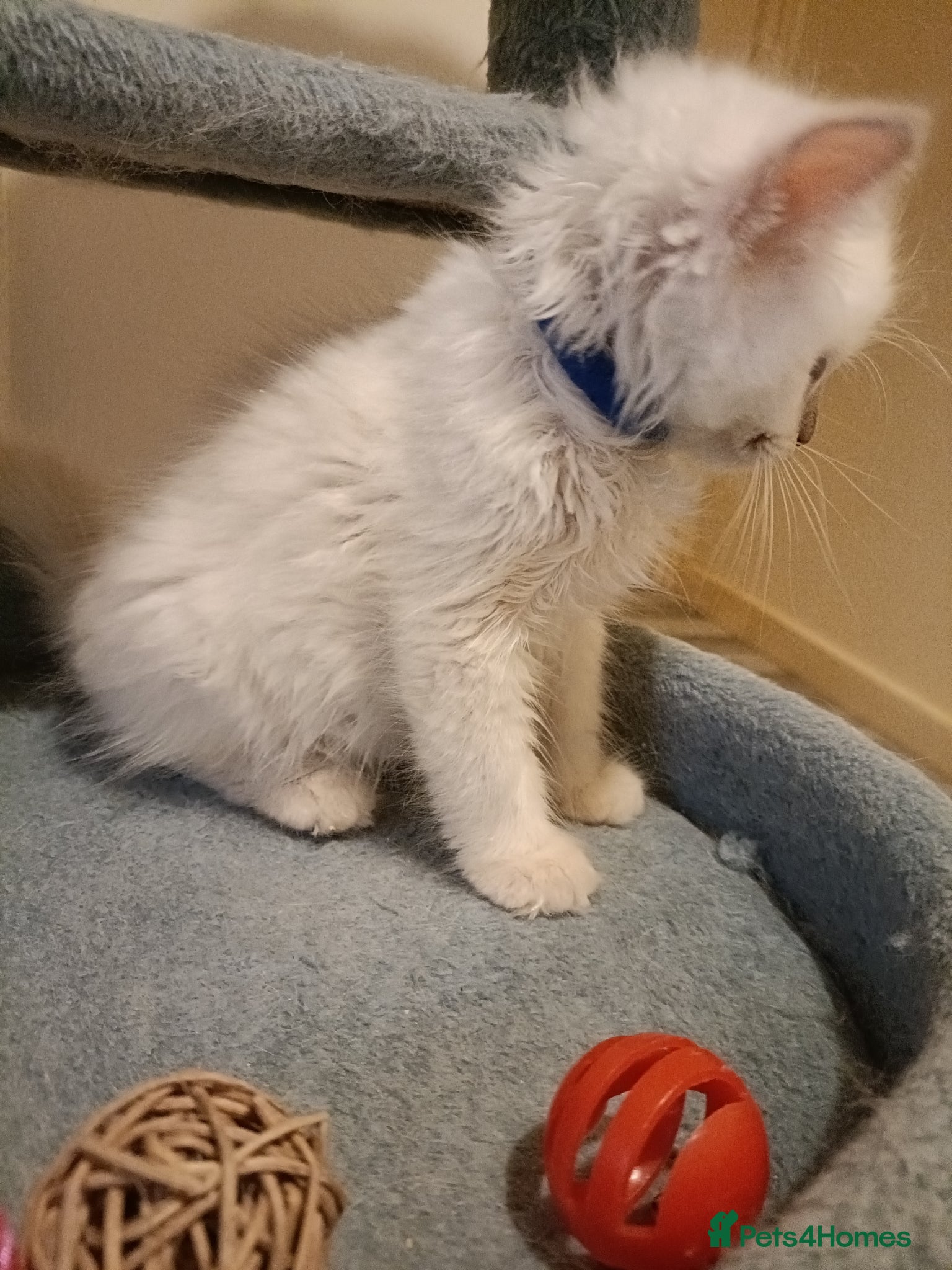 Ragdoll cats Rare active fawn point boy - Advert 2