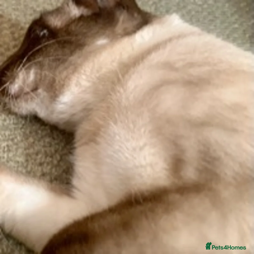 Siamese cats for stud: Traditional chocolate point Siamese stud in Bradford - Advert 2
