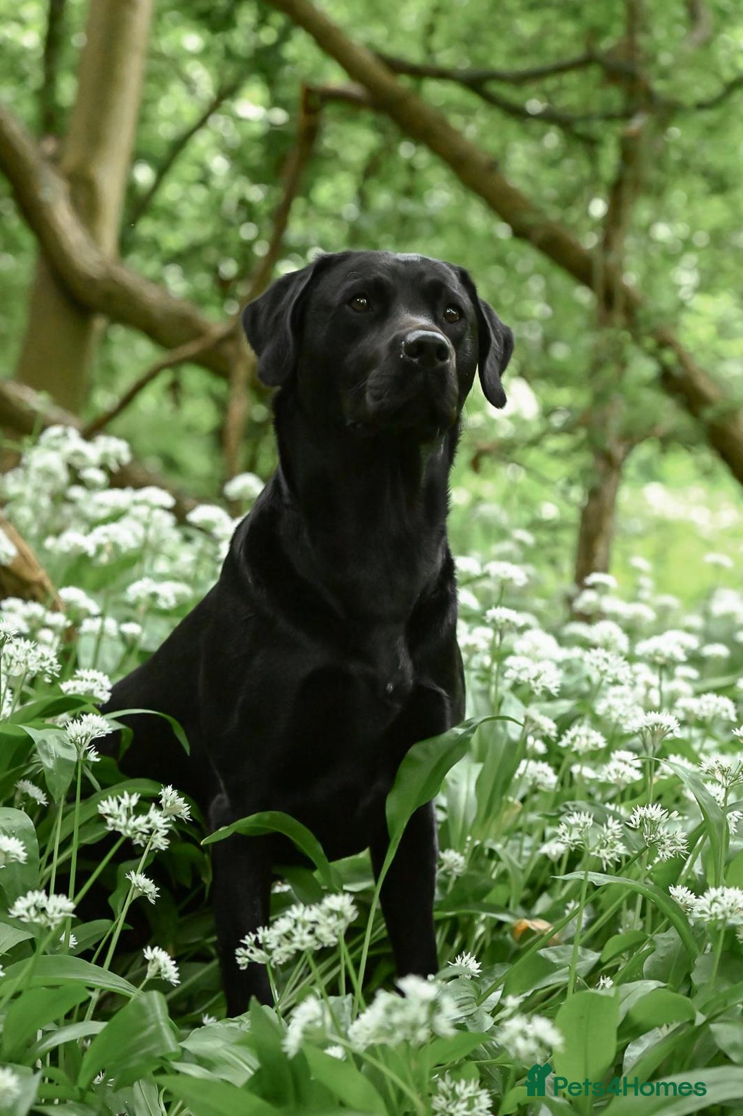 Labrador Retriever dogs for sale: Beautiful boys - Image 5