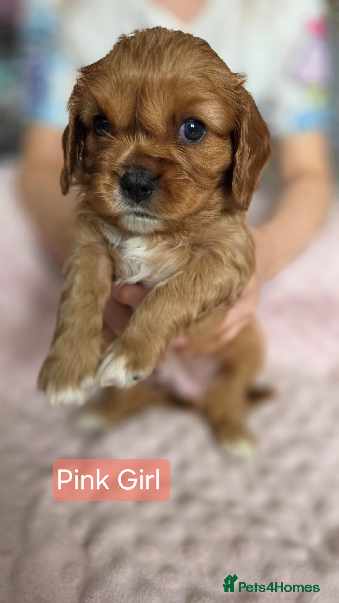 Cavalier King Charles Spaniel dogs for sale: Beautiful Cavalier King Charles Spaniel  in Nottingham - Advert 3