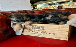 Pomeranian dogs for sale: EXCEPTIONAL LITTER of full pedigree poms  - Image 4