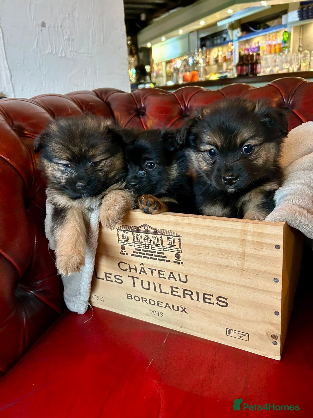 Pomeranian dogs for sale: EXCEPTIONAL LITTER of full pedigree poms  - Image 4