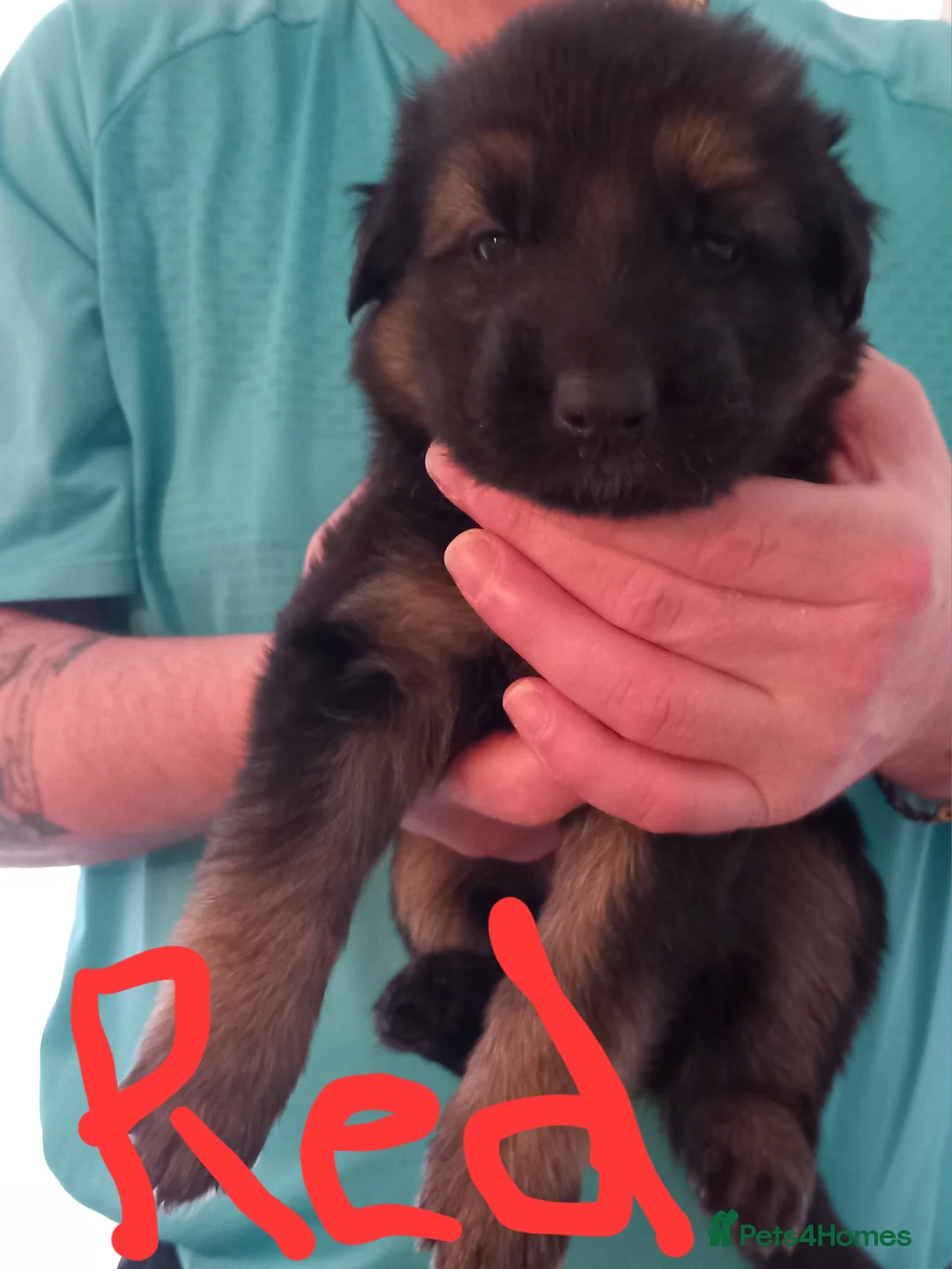 German Shepherd dogs for sale: German shepard puppies  - Advert 3