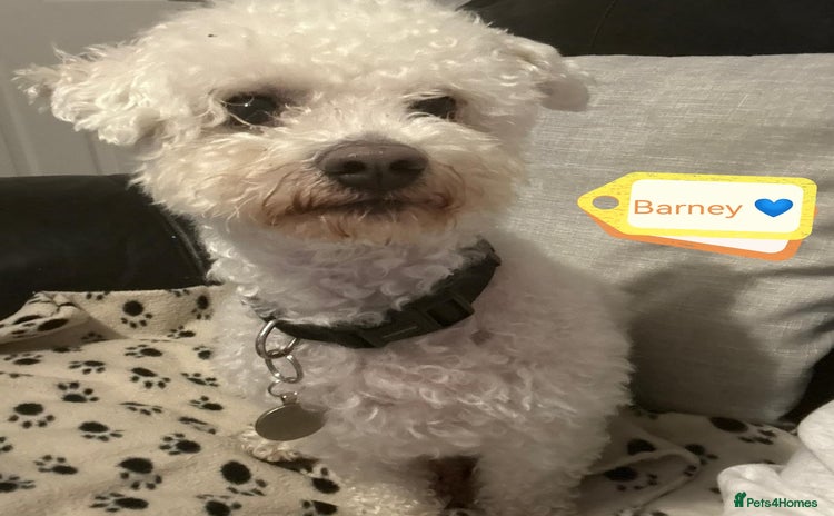 Bichon Frise dogs - Advert 1