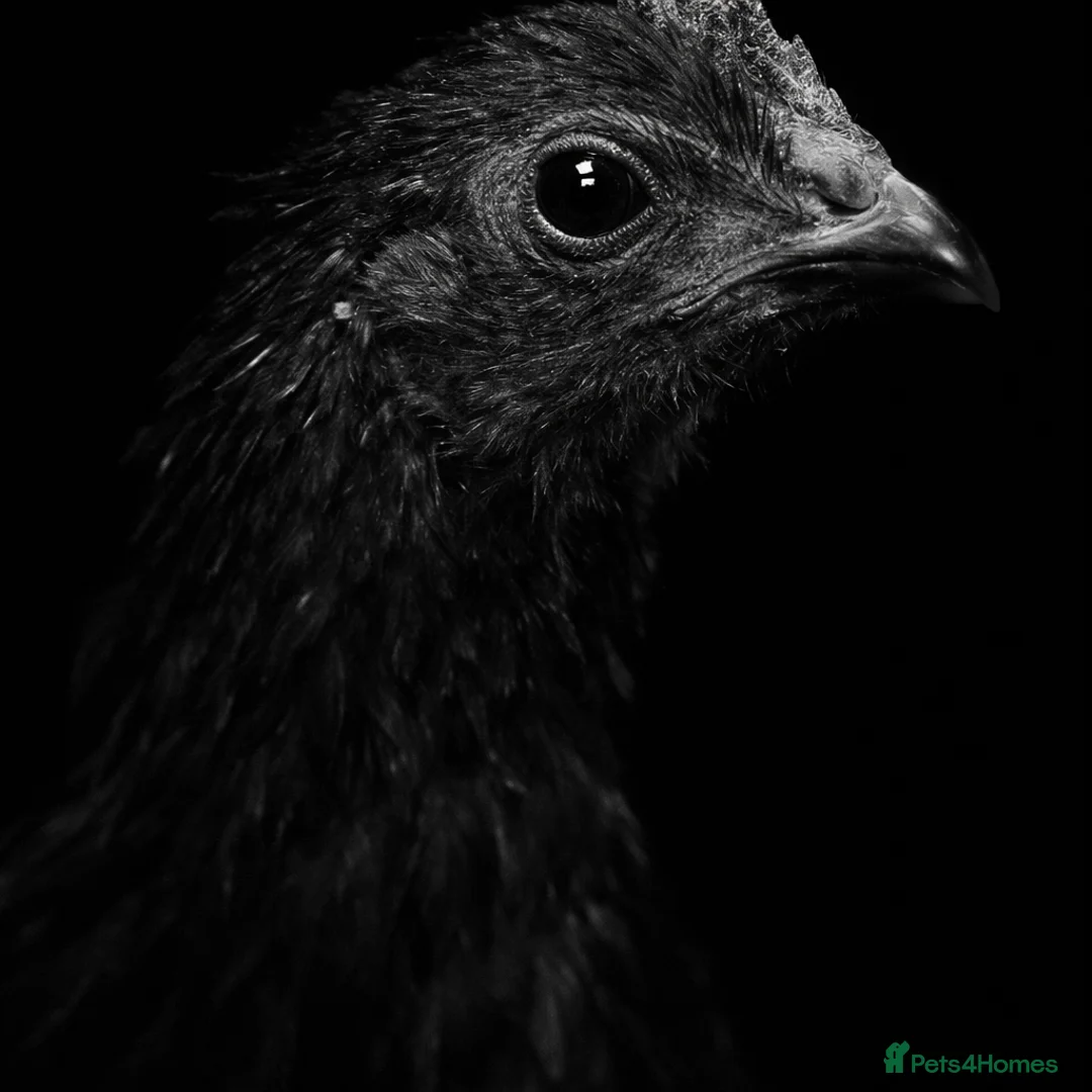 Chickens poultry for sale: Ayam Cemani rooster/Cockerell  in Norwich - Advert 1