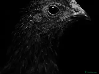 Chickens poultry Ayam Cemani rooster/Cockerell in Norwich - Advert 1