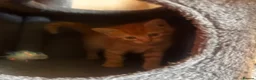 Mixed Breed cats for sale: Beautiful ginger kittens! in Chesterfield - Advert 6