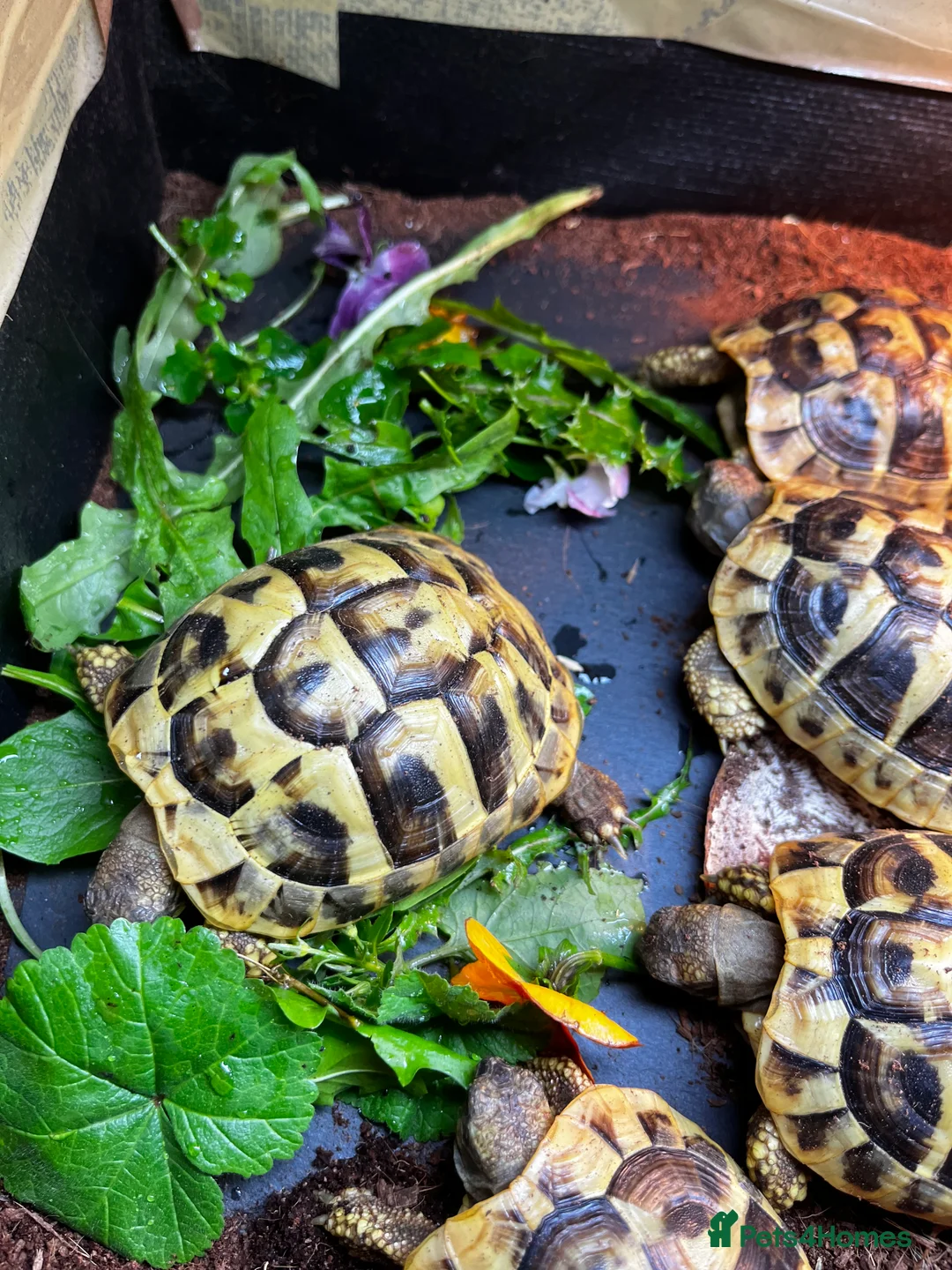 Hermann Tortoise reptiles for sale: Hermann Tortoise Yearlings in Arundel - Advert 2