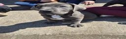 Boerboel dogs for sale: STUNNING NABBR REGISTERED GIRLS.  - Advert 6