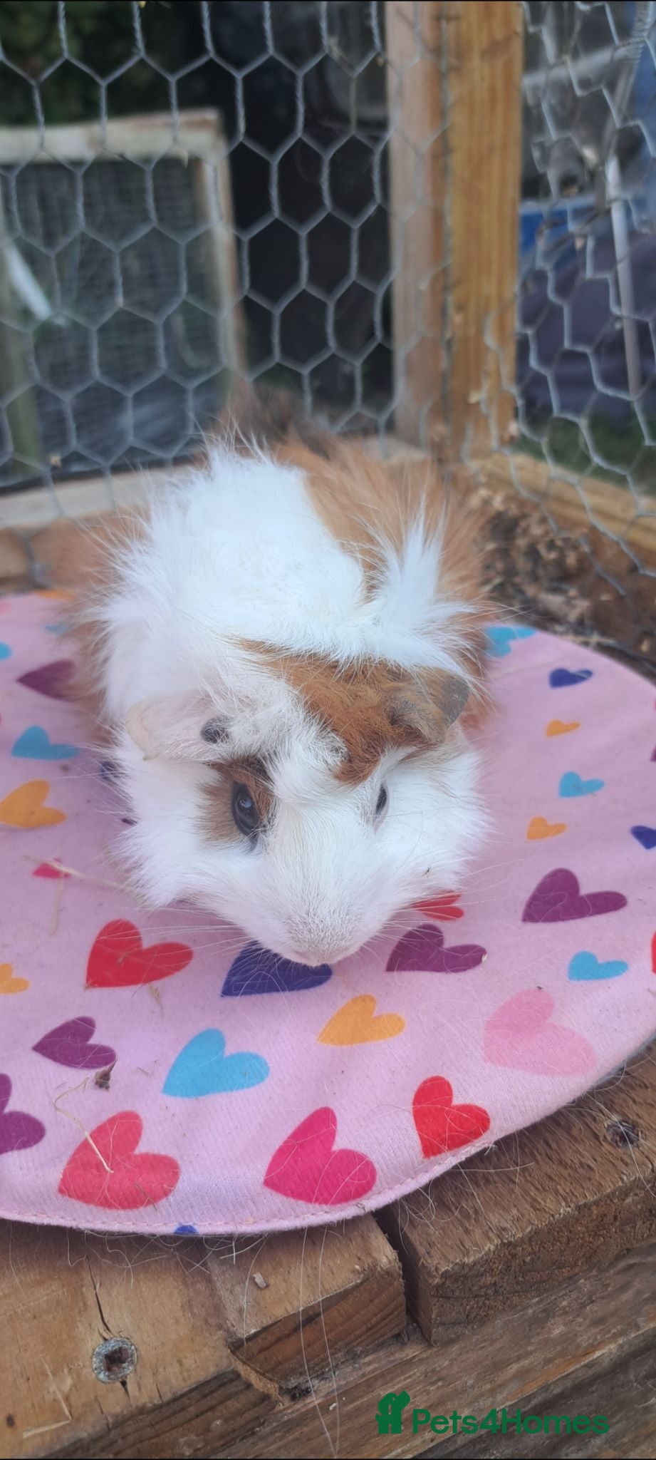 Guinea Pig rodents Adorable young boar Guinea pigs  - Advert 1