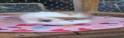 Guinea Pig rodents for sale: Adorable young boar Guinea pigs  - Advert 1
