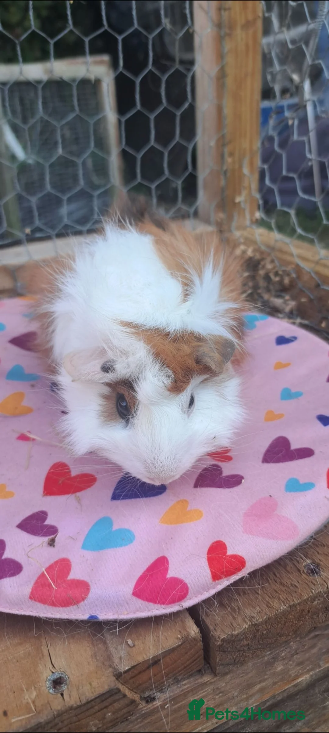 Guinea Pig rodents for sale: Adorable young boar Guinea pigs  - Advert 1