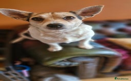 Jack Russell dogs for sale: Gorgeous adult female jack Russell  - Image 5