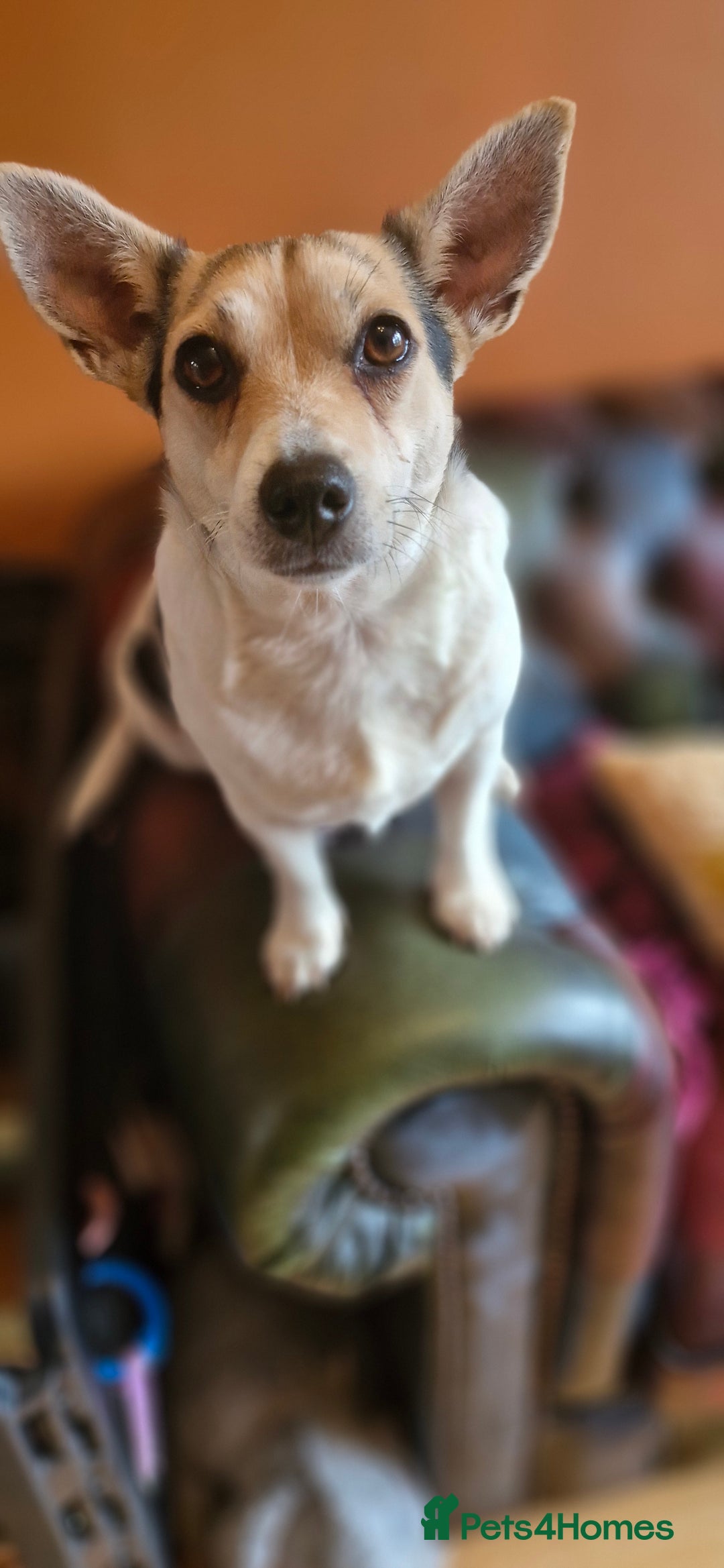 Jack Russell dogs for sale: Gorgeous adult female jack Russell  - Image 5