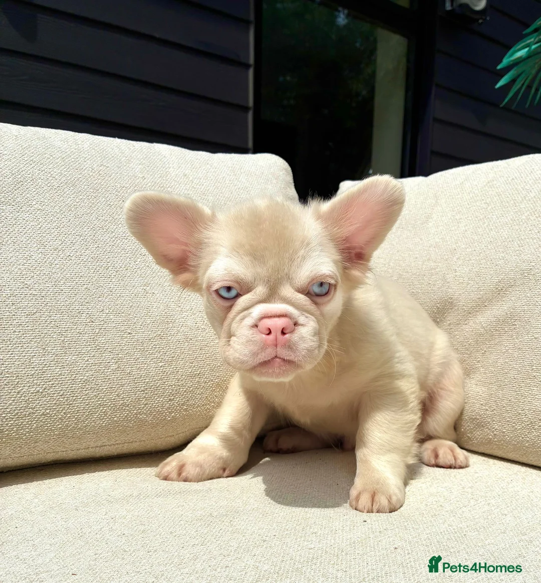 French Bulldog dogs for sale: French bulldog puppies  in Ongar - Advert 3