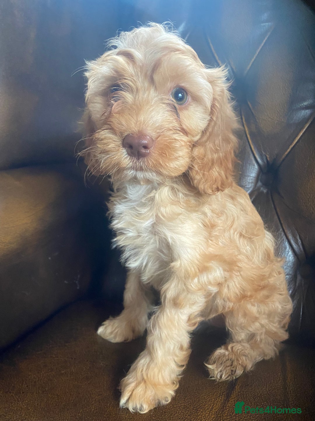 Cockapoo dogs for sale: Cockapoos  - Image 32