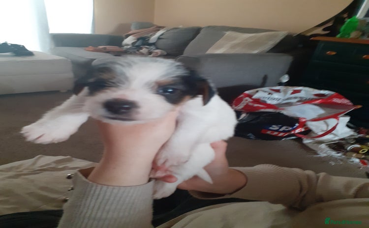 Jack Russell dogs in Bridgnorth - Advert 3