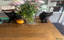 Mixed Breed cats for sale: Cute cuddly Kittens - Image 2