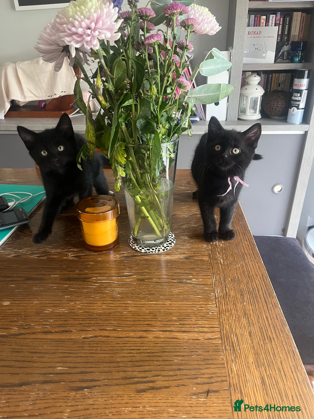 Mixed Breed cats for sale: Cute cuddly Kittens - Image 2