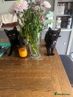 Mixed Breed cats - Advert 1