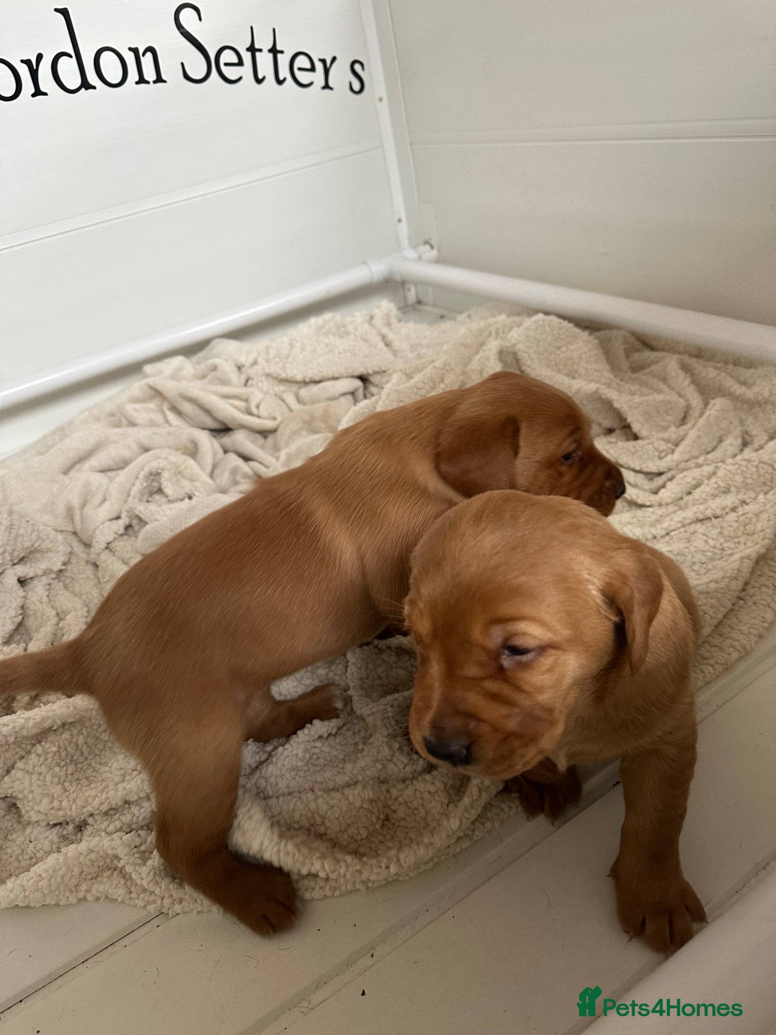Labrador Retriever dogs Fox red labrador bitch pups - Advert 1