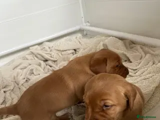 Labrador Retriever dogs Fox red labrador bitch pups - Advert 1