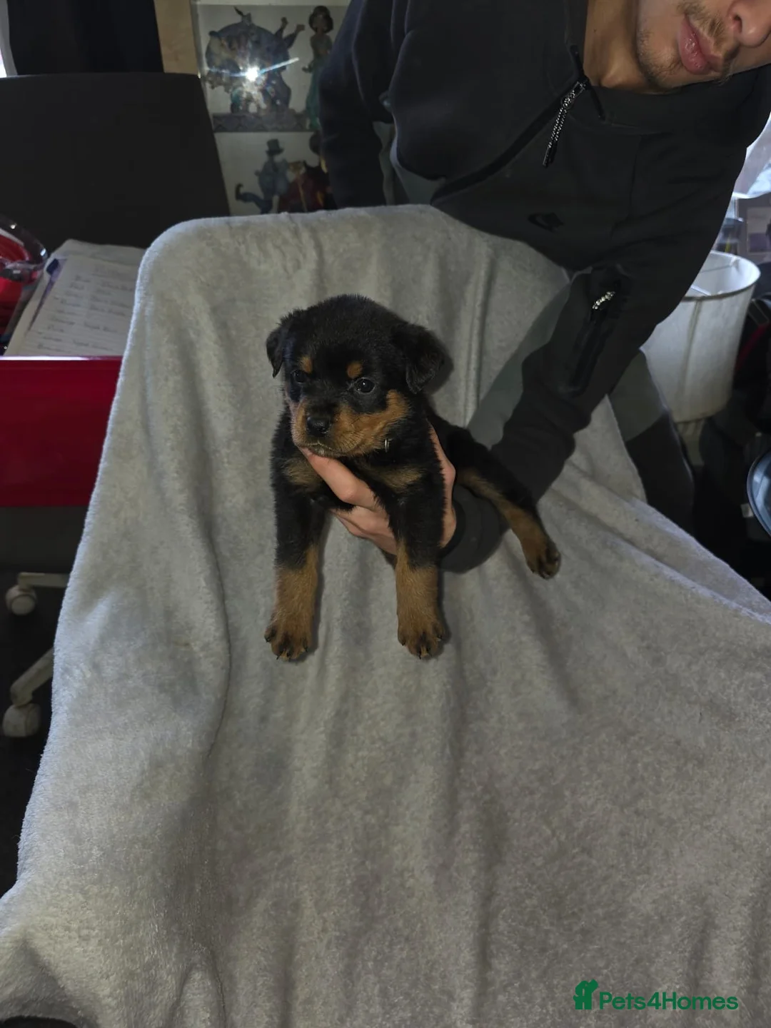 Rottweiler dogs for sale: Purebred Rottweiler Puppies ready to leave  - Advert 14