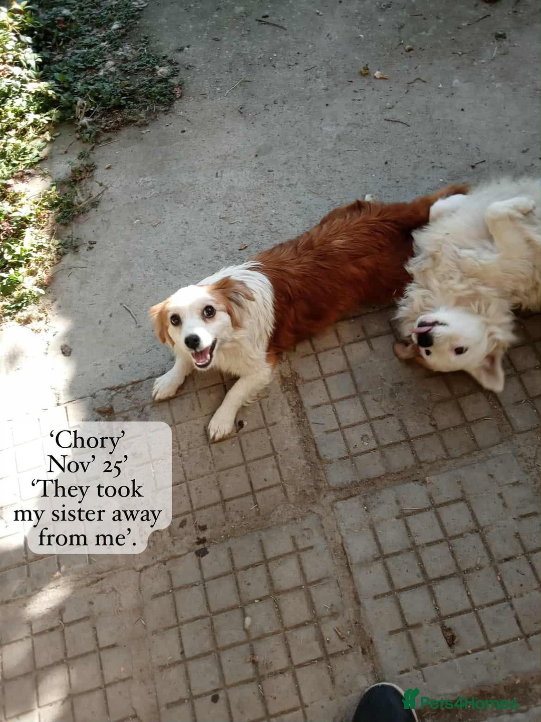 Mixed Breed dogs for adoption: Chory. Approx 6 years. **Urgent adoption**  - Advert 5