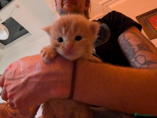 Maine Coon cats Maine Coon cuties - Advert 9