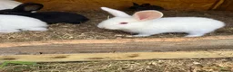 New Zealand rabbits for sale: Rabbits for sale  - Advert 3