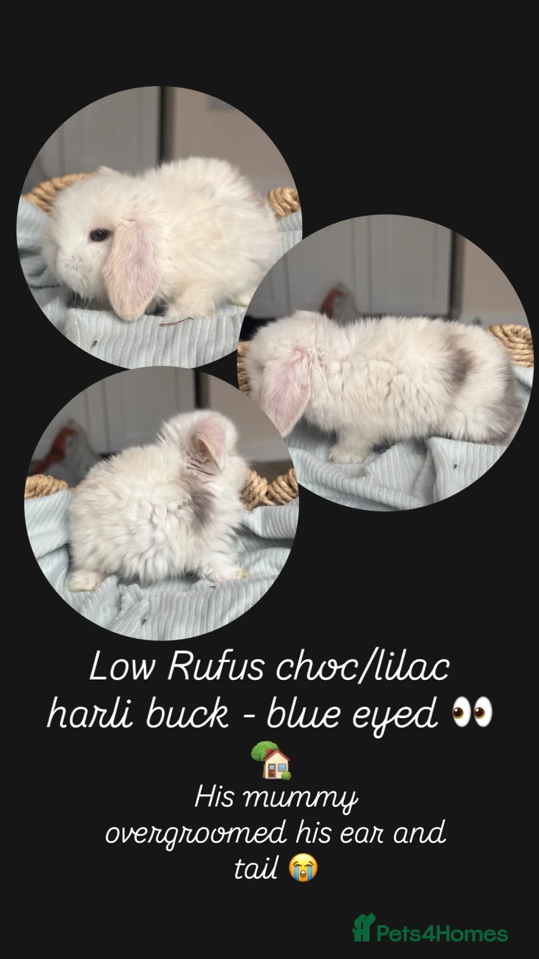 Mini Lop rabbits for sale: Stunning mini lops looking for forever homes✨🫶🏻 - Advert 12