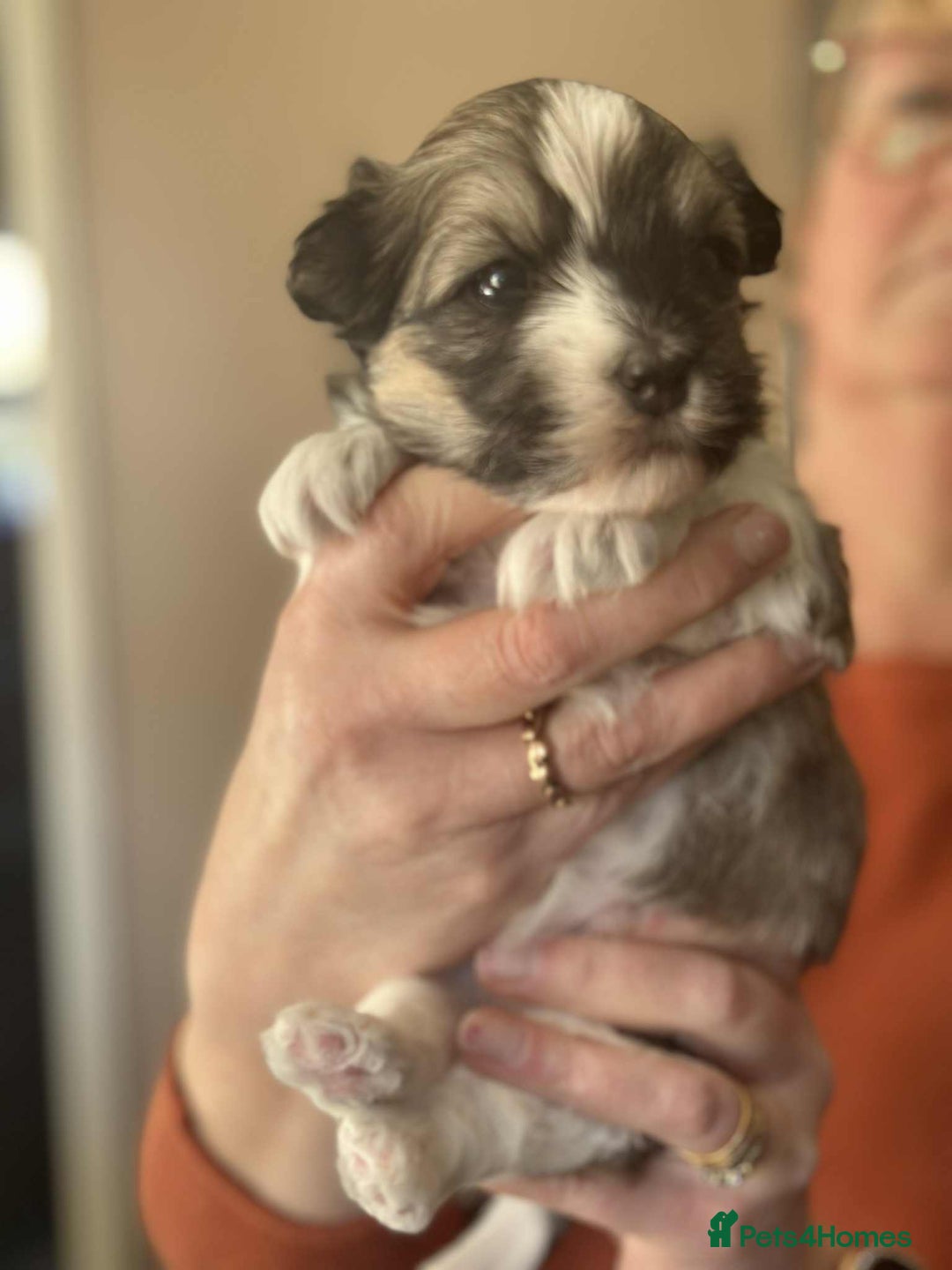 Havanese dogs for sale: Stunning House reared pure bred Havanese Babies  - Advert 19