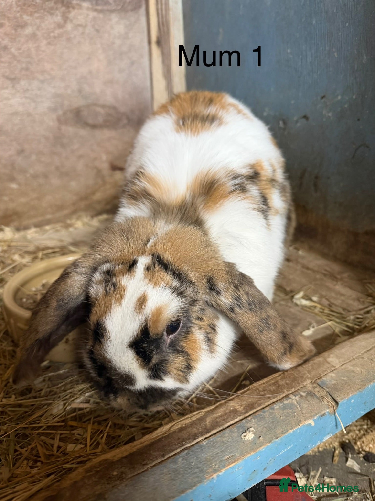 Mini Lop rabbits Beautiful mini lop bunnies - Advert 1