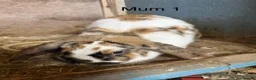 Mini Lop rabbits for sale: Beautiful mini lop bunnies - Advert 1