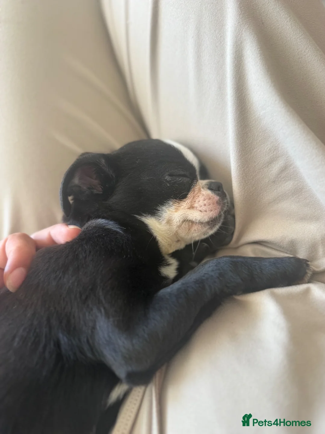 Mixed Breed dogs for sale: Chihuahua cross Brussel griffin  - Advert 2