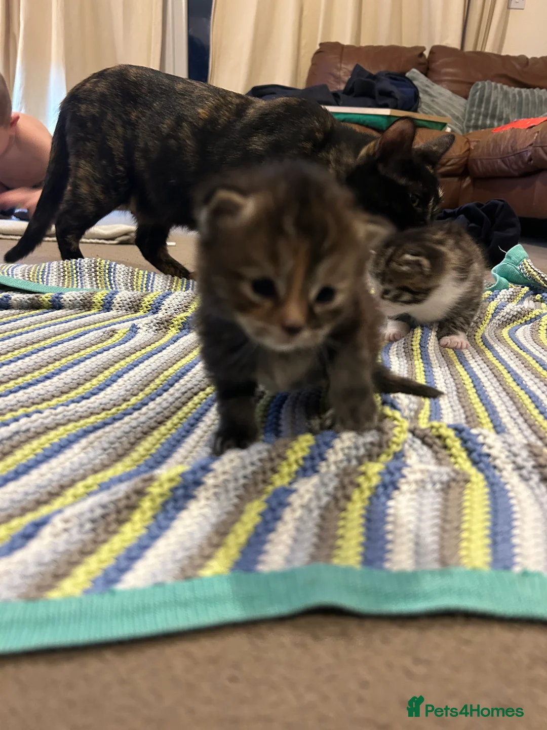 Mixed Breed cats for sale: Kittens  in Milton Keynes - Advert 8