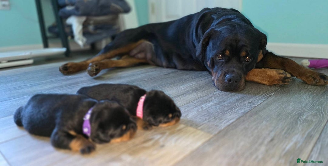 Rottweiler dogs for sale: outstanding Rottweiler pups excellent bloodlines. - Advert 4