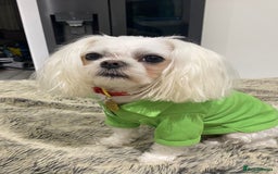 Maltipoo dogs for sale: Expecting F1 small Maltipoo puppies - Image 6