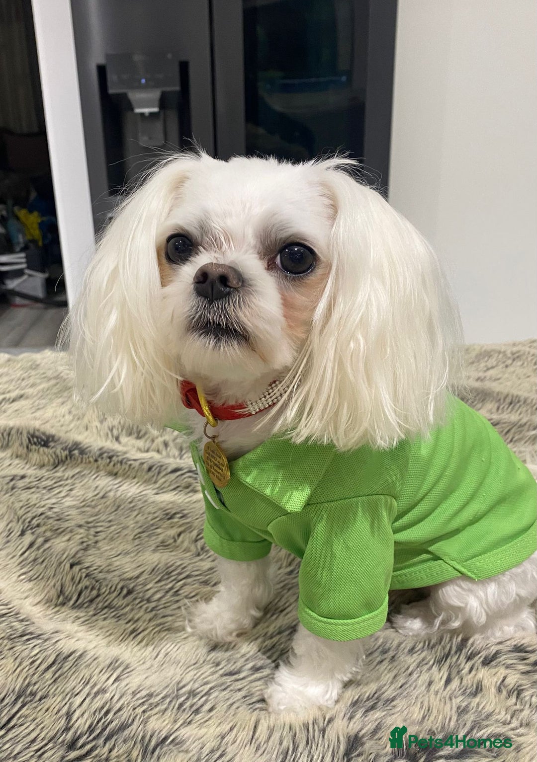 Maltipoo dogs for sale: Expecting F1 small Maltipoo puppies - Image 6