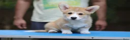 Welsh Corgi Pembroke dogs for sale: Quality  Corgi pembroke puppies available - Advert 6