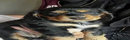 Cocker Spaniel dogs for sale: Beautiful Cocker spaniel 💙💙🩷🩷🩷🩷🩷🩷 - Advert 5