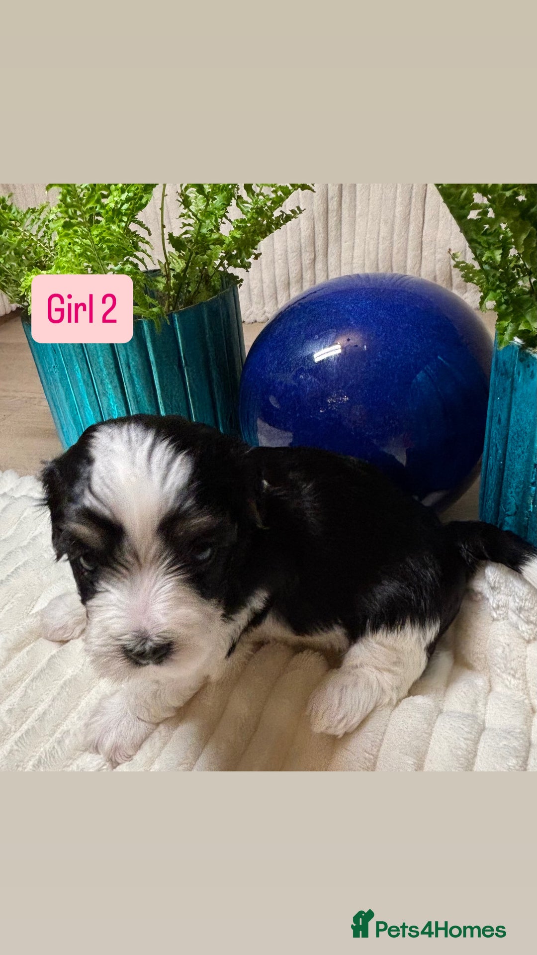 Havanese dogs for sale: 9 Beautiful Havanese Pedigree Puppies  - Advert 27
