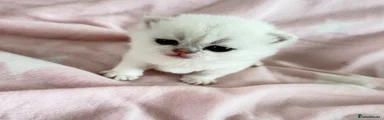 British Shorthair Kitten 4
